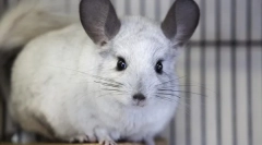 Průměrná délka života chinchillas v přírodě a doma